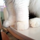 WR(서울특별시 강동구)-[아리수로93길]-하-3 | 겨울방학 하남 강동 고양이카페 냥냥하우스 아이와 데이트