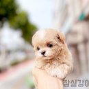 탑켄넬 | 잠실강아지분양 미니말티푸 나의 셀럽♡