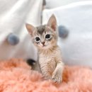 대전고양이분양 루나캣 이미지