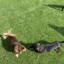 둘리유치원 이미지