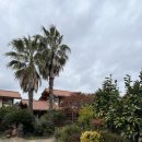 카멜리아펜션 | 제주도 서귀포 숙소 / 제주도 애견동반 펜션 웨스티하우스 내돈내산 추천 후기