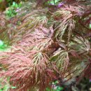 공작단풍(세열단풍) 細裂-丹楓나무 학명 : Acer palmatum var. dissectum 이미지