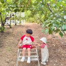 천안 아이와 가볼만한 곳, 천안푸름체리농원 체리 따기 체험 후기