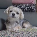 미스터짱닭&임실피자 | 67. 일상