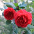 우장산동 이미지