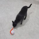 냥냥호텔 이미지