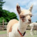 배울목장 이미지