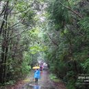 민오름 | [걸서한_방문후기] 머체왓~민오름~헌마공신김만일기념관