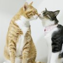 흰그루밍 이미지