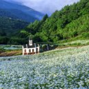 평안한치길 | 육백마지기 맛집 총정리 — 송어회부터 곤드레밥까지 꼭 들러야 할 식당 4곳