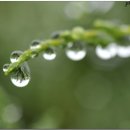 아침이슬 이미지