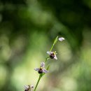 문인화(사군자) 이미지