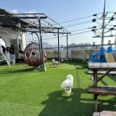 아잉독 애견카페 이미지