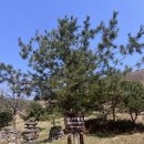 송화목장 | 평창 산너미목장 캠핑장 평창캠핑장 육십마지기 육백마지기