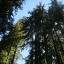 [20160715-20150723]샌프란시스코 여행후기 3탄 /빅베이슨 레드우드파크/big basin red woods state...