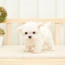 만금동물병원 | 충무로애견분양 말티즈분양 행복하네요!