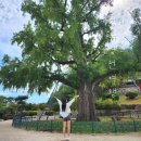 포은연수관 | 경북 영천 여행 500년 된 은행나무가 있는 임고서원