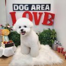 도그아레아 이미지