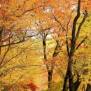 가을 이미지
