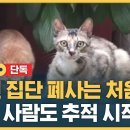 고양이 바이러스 주의 이미지