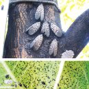 나무 병해충 흡즙성 해충-꽃매미,버즘나무 방패벌레 이미지