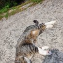 서귀고양이 이미지