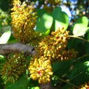 캐럽나무 [메뚜기콩, Ceratonia siliqua] 이미지