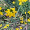 지곡천 산책로 이미지