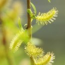 오늘의탄생화-(3월12일) 🌸 수양버들(Weeping Willow) 이미지