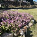 리틀포즈 반려동물 장례식장 이미지