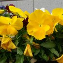 정산중학교 이미지