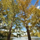 괴산군농업기술센터 | 충북 괴산 11월 가볼만한곳 은행나무 명소 문광저수지