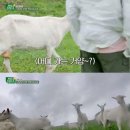 천둥목장 이미지