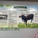 고성칡소전문정육점