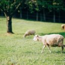 정원목장 이미지