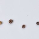 핸드드립 바리스타 과정 이미지