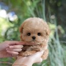 동일애견샵 | 창동강아지분양 친절한 애견샵 후기