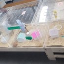 달빛 햄스터리 이미지