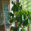 별빛민박농원 이미지