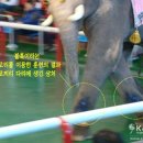 `테마동물원 쥬쥬` 이새끼들 여태까지 동물학대한거 봐바ㅡㅡ바다표범발로밟고 오랑우탄 힘쎄다고 인대 끊어버림(feat.아고라서명) 이미지