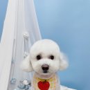 견생의하루 펫살롱 일산본점 이미지