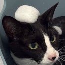 파주고양이 미용실 이미지