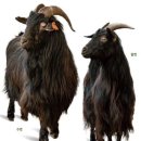 토종축산2 이미지