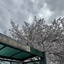 전북특별자치도 정읍시보건소 | 전북 김제 만경강 벚꽃터널 벚꽃스팟(260405) + 정읍 벚꽃축제 후기