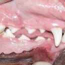 쓰담쓰담 동물병원 이미지