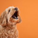 멍멍&DOG 이미지