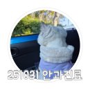 푸른별안과동물병원 | 251031 푸른별안과동물병원 진료 / 안과동물병원 / 고양이허피스 / 고양이각막궤양 / 고양이 녹내장...