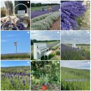 출사 공지: 7월 11일(토) 10:00 Kelso Lavender 농장에서 라벤다꽃 촬영 이미지