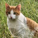 더원고양이동물병원 이미지