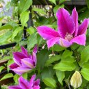 클레마티스 이미지